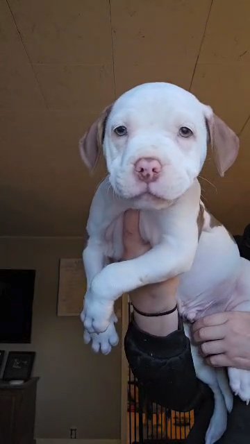 Olaf.  Xl/Standard in LaSalle (Township), Illinois