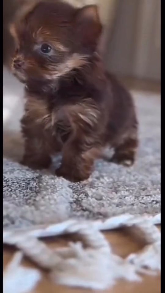 yorkipoo in Dallas, Texas