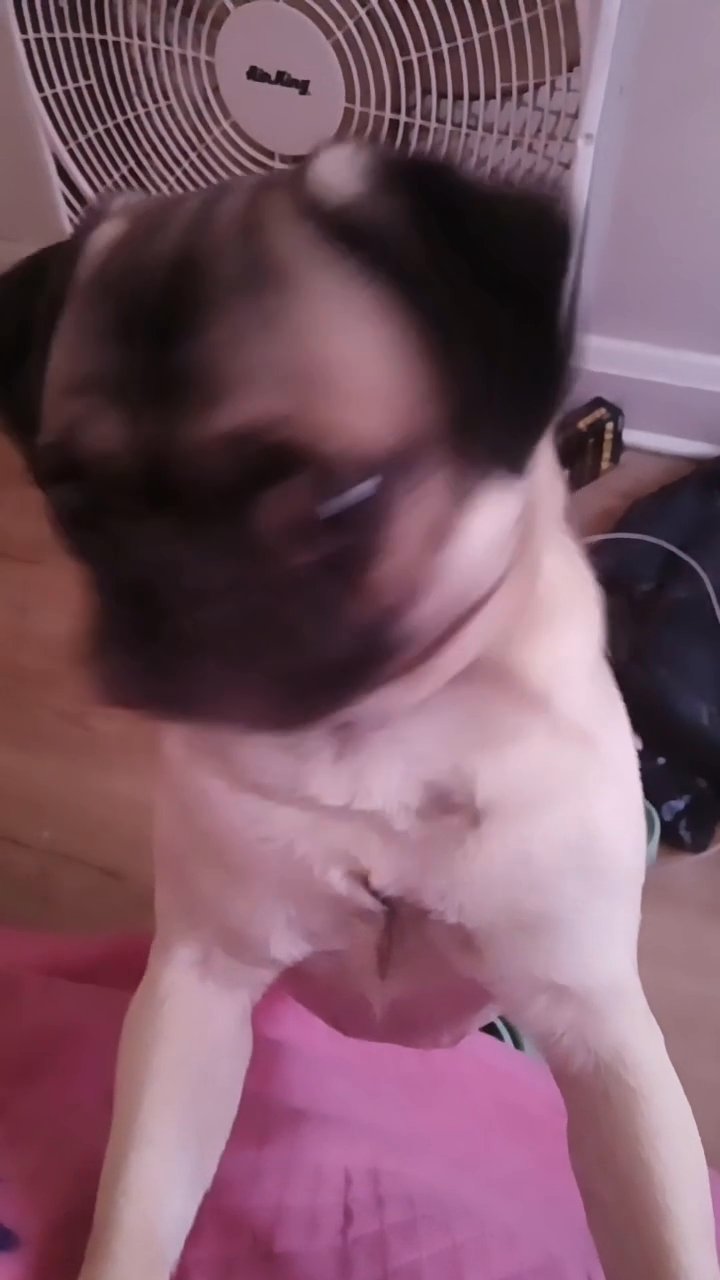 Lilly the Pug in Baltimore, Maryland