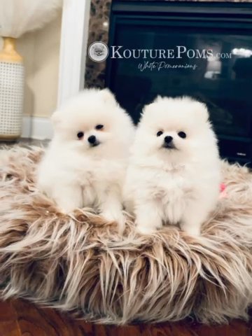 White Pomeranian Puppies - AKC in Charlotte, North Carolina