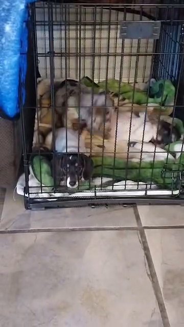 Girl dachshund mix pups in Modesto, California