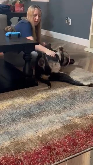 Marci The Belly Rub Magnet in Marion, Ohio