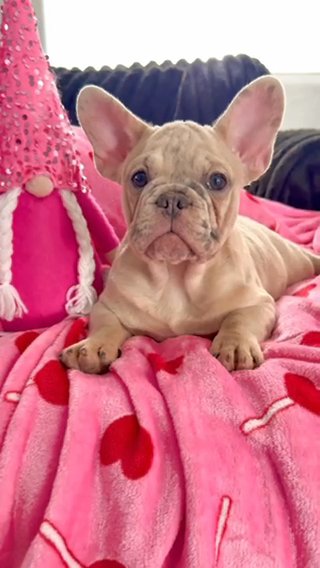 Beautiful Lilac Tan Merle in Las Vegas, Nevada
