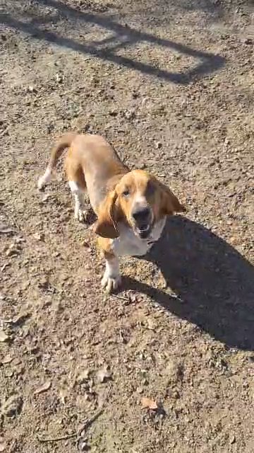 CKC male Basset hound in Athens, Texas