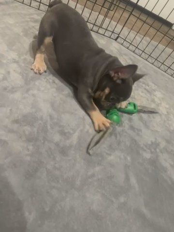 French Bulldog in Mesa, Arizona