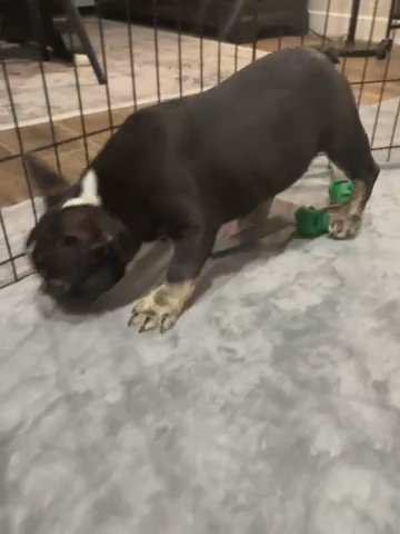 French Bulldog in Mesa, Arizona