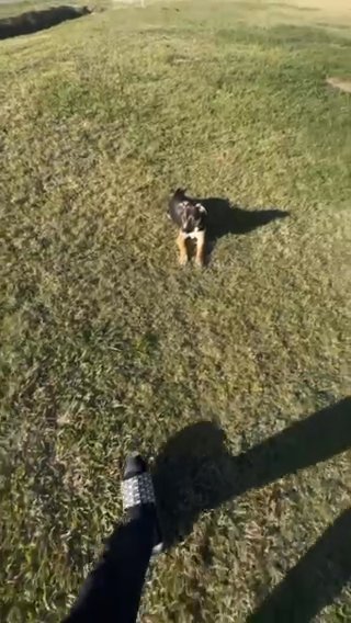 Cur Mix Pitbukl in Lafayette, Louisiana