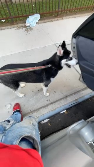 Siberian Husky (Name: Blue) in Queens, New York
