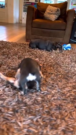 Frenchies in White Plains, New York