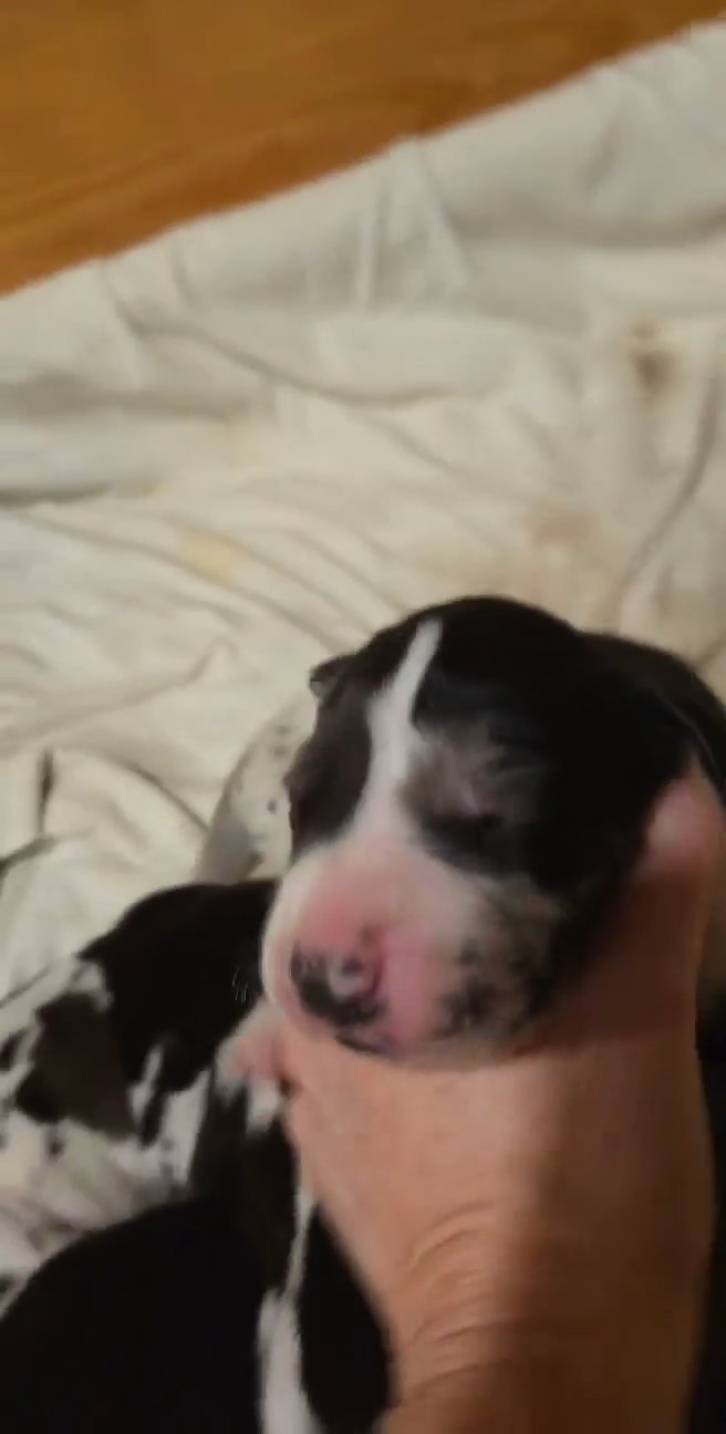 Great Dane Boy #2 in Spokane, Washington