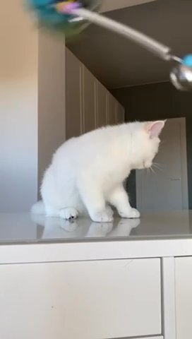 Purebred British Shorthair Male Kitten in Philadelphia, Pennsylvania