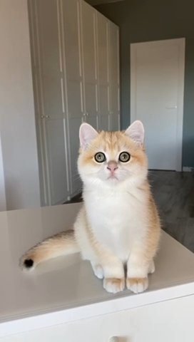 Purebred British Shorthair Male Kitten in Philadelphia, Pennsylvania