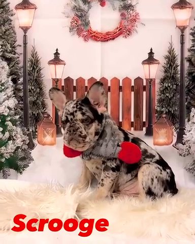 Choco Tan Merle French Bulldog(desareeghanet@gmail.com) in White Plains, New York