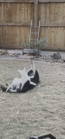 Bentley The Snow White German Shepard in Windsor, Colorado