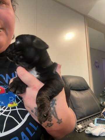 French Bulldog in Pittsburgh, Pennsylvania
