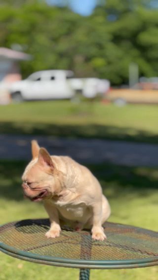 Male French Bulldog in Greenville, Texas