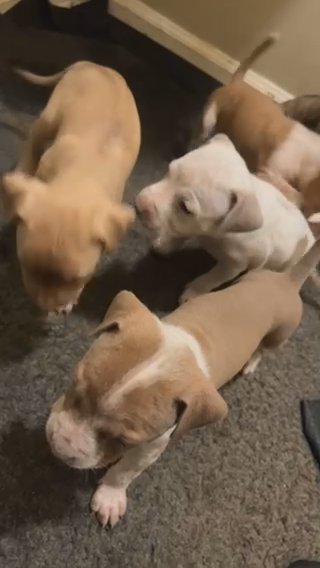 Pittbull Puppies in Albany, Georgia