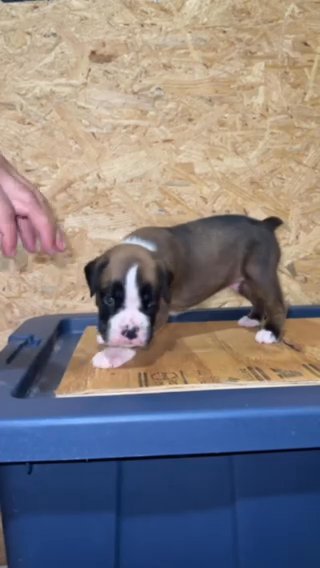 European Boxer in Troy, Alabama