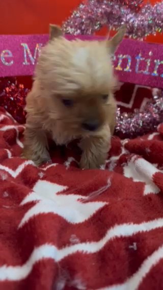 Akc Louis in Sumter, South Carolina