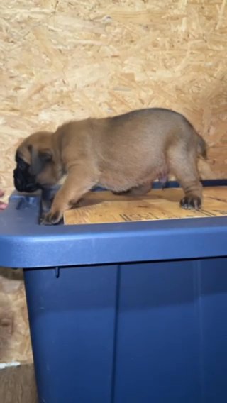 European Boxer in Troy, Alabama