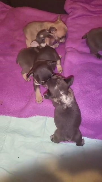 French bulldogs in Wichita, Kansas