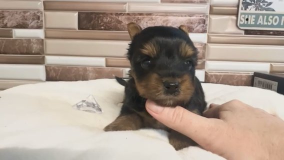 Crystal - Quality Yorkie - Lifetime Genetic Health Guarantee in Savannah, Georgia