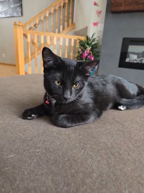 kitten in Otsego, Minnesota