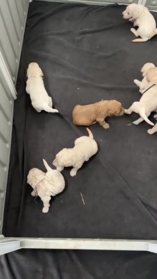 F2b Goldendoodle Puppies in Lakeland, Florida