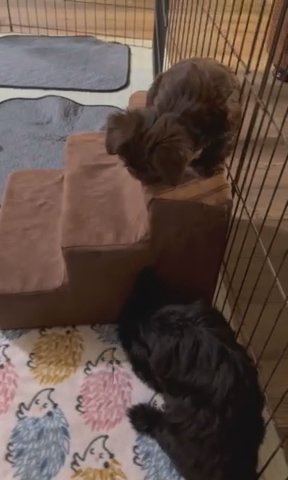 Yorkie/shorkie Puppy in Pensacola, Florida