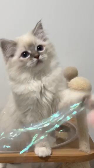 lilithragdolls Blue Mitted Girl Green0924 in New York City, New York