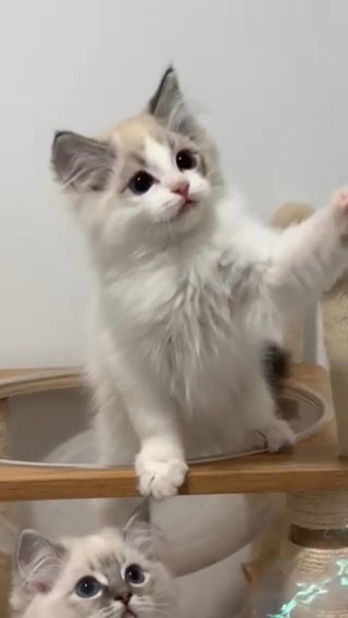 lilithragdolls Seal Lynx Bicolor Boy Pink0924 in New York City, New York