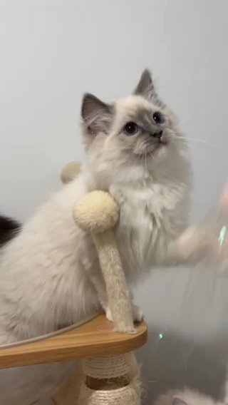 lilithragdolls Blue Mitted Boy Orange0924 in New York City, New York