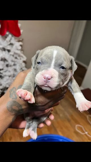 ABKC Pocket Bully puppies! in Dallas, Texas