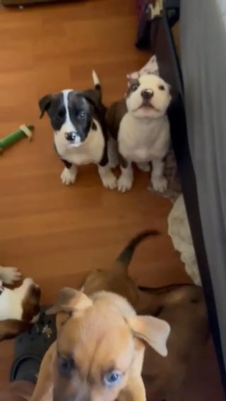 Pupies in Miami, Florida