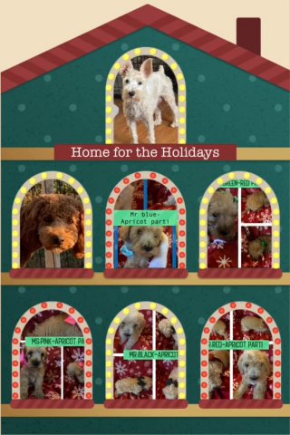Rehomed! in Radcliff, Kentucky