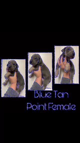 AKC Great Dane Female in St. Louis, Missouri