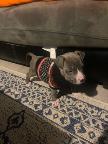 Blue APBT Puppy in Wilmington, North Carolina