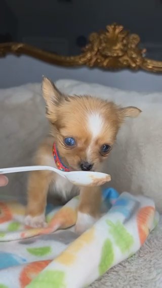 Chihuahua Boy Puppy in Charlotte, North Carolina