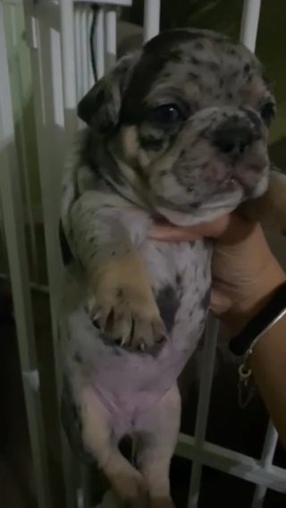 Frechie Puppy Female in Tampa, Florida