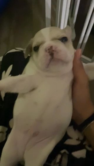 Frenchie Puppy in Tampa, Florida