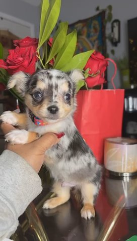 Chihuahua Boy Puppy in Charlotte, North Carolina