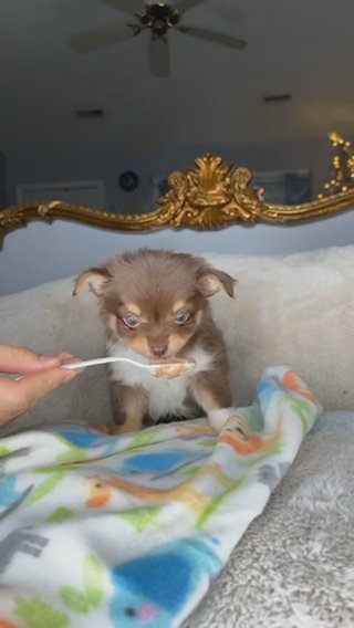 Chihuahua Boy Puppy in Charlotte, North Carolina