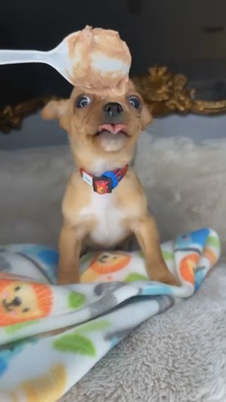 Chihuahua Boy Puppy in Charlotte, North Carolina
