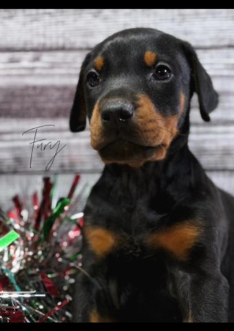 AKC Doberman puppies in Portsmouth, Ohio