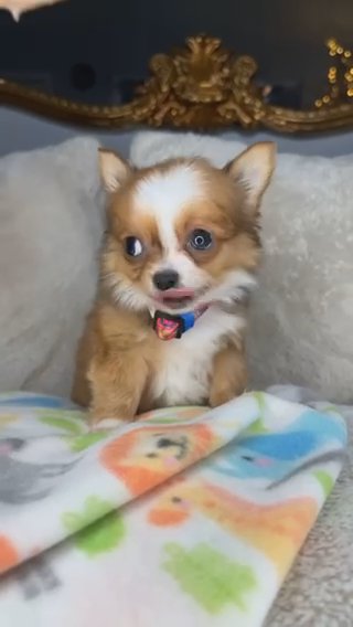 Chihuahua Boy Puppy in Charlotte, North Carolina