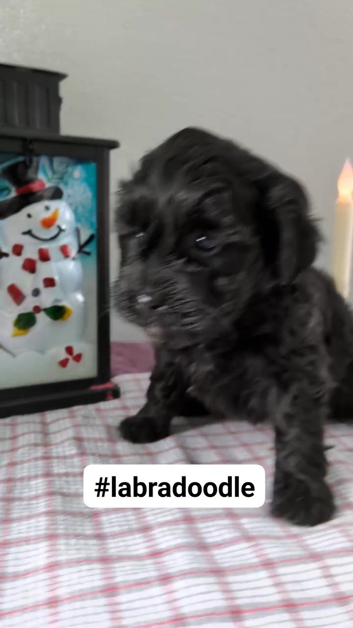 Nala (Mini Labradoodle) in Goshen, Indiana