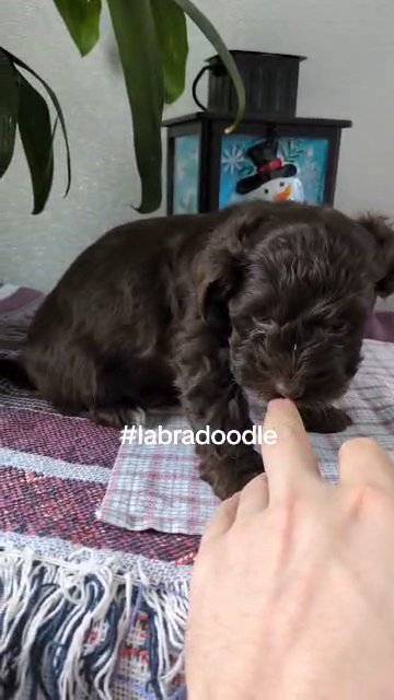Namor (Mini Labradoodle) in Goshen, Indiana