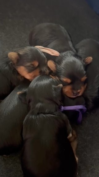 Yorkies Available Starting March 2025 in Midlothian, Texas