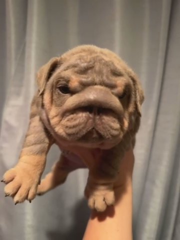 Lola in Chattanooga, Tennessee