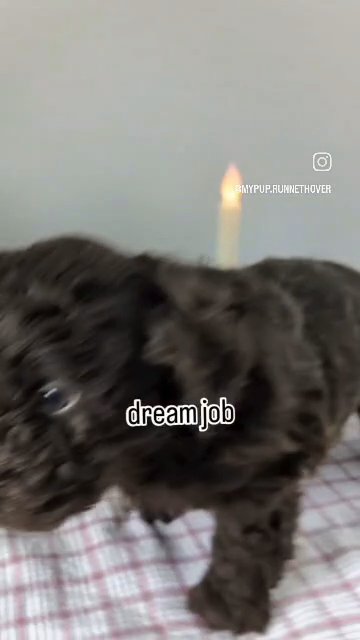 Nemo (Mini Labradoodle) in Goshen, Indiana